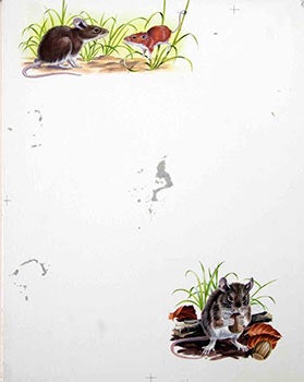 Item #16-3182 Studies of Rodents. Denys Ovenden, F. Z. S., D W