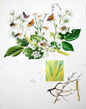 Item #16-3183 Studies of Butterflies. Denys Ovenden, F. Z. S., D W