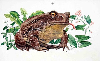 Item #16-3184 Study of a Frog. Denys Ovenden, F. Z. S., D W