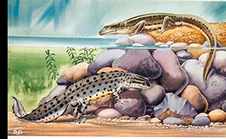 Item #16-3185 Studies of Salamanders. Denys Ovenden, F. Z. S., D W