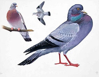 Item #16-3186 Studies of Pigeons. Denys Ovenden, F. Z. S., D W