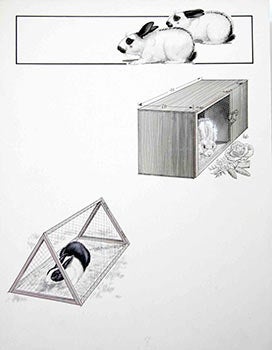 Item #16-3193 Studies of Domestic Rabbits. Denys Ovenden, F. Z. S., D W