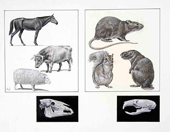 Ovenden, Denys (D.W.), F.Z.S. - Studies of Mammals and Skulls