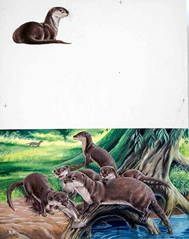Item #16-3195 Study of Otters eating a Fish. Denys Ovenden, F. Z. S., D W