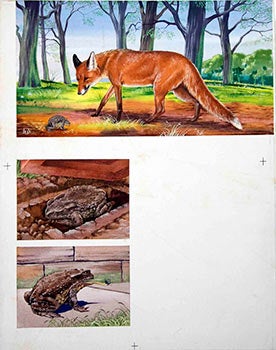Item #16-3196 Study of a Fox and Frogs. Denys Ovenden, F. Z. S., D W