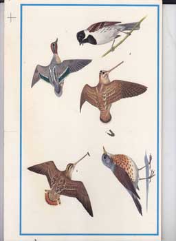 Item #16-3201 Study of Five Different Bird, Species. Denys Ovenden, F. Z. S., D W