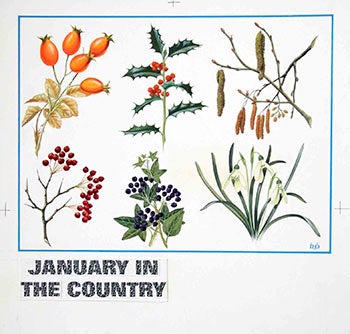 Ovenden, Denys (D.W.), F.Z.S. - Study of Flowering Plants with Text: January in the Country