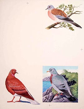 Item #16-3206 Studies of 3 Doves. Denys Ovenden, F. Z. S., D W