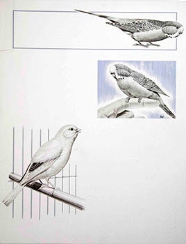 Item #16-3207 Studies of 2 Parakeets and a Canary. Denys Ovenden, F. Z. S., D W
