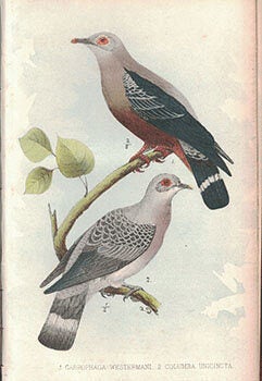 Item #16-3406 Synopsis Avium: Nouveau Manuel d'Ornithologie. (Original edition). Alphonse...