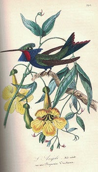 Item #16-3408 Histoire naturelle des oiseaux suivant la classification de M. Isidore...