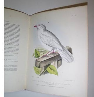 Les oiseaux de la France... Première monographie corvidés [all published]. First edition.