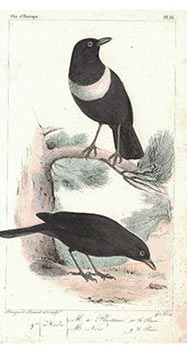 Item #16-3416 Histoire naturelle des oiseaux d'Europe.. Première partie. Passereaux [all...