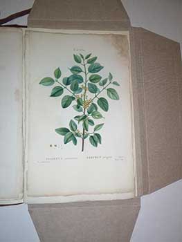 A collection of 40 color plates from "Traité des arbres et arbustes que l'on cultive en France en pleine terre." First edition with the plates.