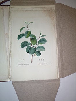 A collection of 40 color plates from "Traité des arbres et arbustes que l'on cultive en France en pleine terre." First edition with the plates.
