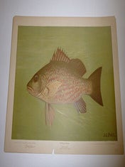 Item #16-3769 The Mangrove Snapper. First edition of the lithograph. J. L Petrie