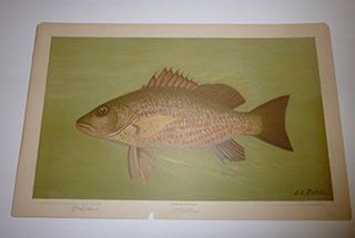 Item #16-3769 The Mangrove Snapper. First edition of the lithograph. J. L. Petrie