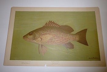 Item #16-3769 The Mangrove Snapper. First edition of the lithograph. J. L. Petrie.