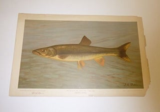 Item #16-3780 The Sacrameno Pike or Yellow belly. First edition of the lithograph. J. L Petrie