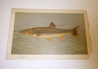 Item #16-3780 The Sacrameno Pike or Yellow belly. First edition of the lithograph. J. L. Petrie