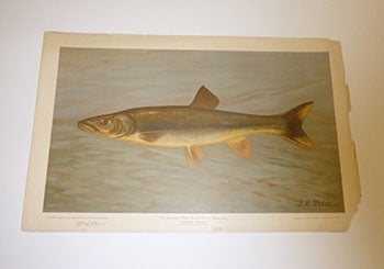 Item #16-3780 The Sacrameno Pike or Yellow belly. First edition of the lithograph. J. L. Petrie.