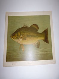 Item #16-3781 The Large-Mouthed Black Bass First edition of the lithograph. J. L Petrie