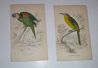 Item #16-4117 Fifteen handcolored engravings of birds from Sir William Jardine's The Naturalist's...