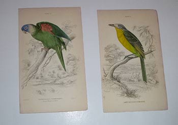Item #16-4117 Fifteen handcolored engravings of birds from Sir William Jardine's The Naturalist's Library. First editions. Edward Lear, engraver Wm. Lizars, after.