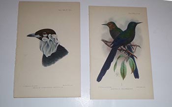 Item #16-4118 Ten chromolithographs of birds from "Ibis." First editions. Johannes Gerardus Keulemans, G E. Lodge, artists J. Smit, imp Mintern Bros.