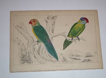 Item #16-4119 Fourteen handcolored wood-engravings of birds from "A History of the Earth and Animated Nature." First edition. Oliver Goldsmith.