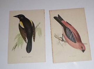 Item #16-4120 Twenty-five handcoloured wood-engravings of birds from "A History of British...