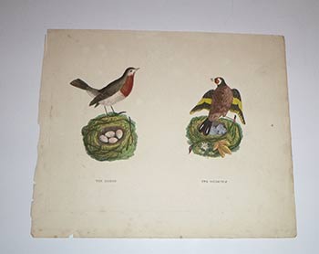 Item #16-4122 British birds and their nests and eggs. First edition of the engravings. Thomas ? Lewin, 1774 c.1840.