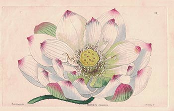 Item #16-4139 A collection of 49 color engravings from Edwards' s Botantical Register. Sarah Drake, del W. Herbert, sc George BAaclay.