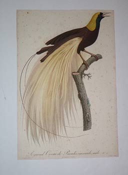 Item #16-4302 Le grand Oiseau de Paradis, émeraude, mâle. N° 1 from François Levaillant,...