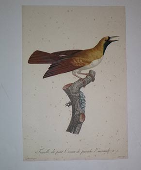 Item #16-4304 Femelle du petit Oiseau de paradis Emeraude. N° 5 from François Levaillant,...