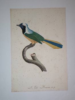 Item #16-4306 Le Geai Peruvien. N° 46 from François Levaillant, Histoire naturelle des oiseaux...