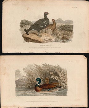 Item #16-4708 A Collection of color aquatints: British Sports by Howitt from Ackerman's...