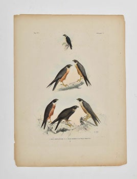 De vogels van Nederlandsch Indië. Les Oiseaux des Indes Neerlandaises. [Birds of the Dutch East Indies]. First edition of the lithographs with manuscript descriptions of the plates.