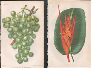 Item #16-4898 A collection of color lithographs from Revue horticole : journal d'horticulture...