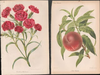 A collection of color lithographs from Revue horticole : journal d'horticulture pratique. First editions.