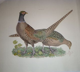 Item #16-5273 Pheasants M & F - Plate LXXII Plates to Selby's Illustrations of British...
