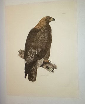 Item #16-5274 Golden Eagle. Female. Plate I. Plates to Selby's Illustrations of British...