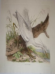 Item #16-5275 Little Egret Heron. Plate V. Plates to Selby's Illustrations of British...
