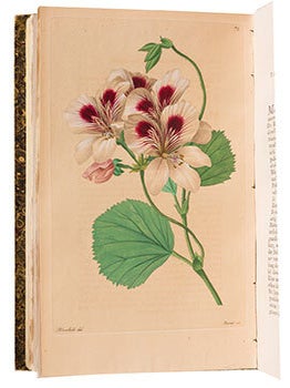 Neue Arten von Pelargonien deutschen Ursprunges : als Beytrag zu Rob. Sweet's Geraniaceen mit Abbildungen und Beschreibungen. 6 volumes. First editions.