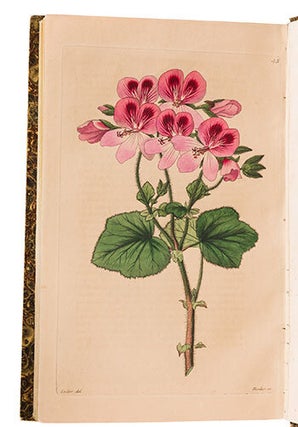 Neue Arten von Pelargonien deutschen Ursprunges : als Beytrag zu Rob. Sweet's Geraniaceen mit Abbildungen und Beschreibungen. 6 volumes. First editions.