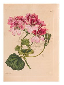 Neue Arten von Pelargonien deutschen Ursprunges : als Beytrag zu Rob. Sweet's Geraniaceen mit Abbildungen und Beschreibungen. 6 volumes. First editions.