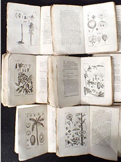 Histoire naturelle des végétaux classés par familles : avec la citation de la classe et de l'ordre de Linné, et l'indication de l'usage que l'on peut faire des plantes dans les arts, le commerce, l'agriculture, le jardinage, la médecine, etc.; des figures dessinées d'après nature, et un genera complet, d'après le système de Linné, avec des renvois aux familles naturelles de A.-L. de Jussieu. Suites de Buffon. Format In-18. Nouvelle édition. Original printing.