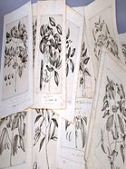 Item #16-5876 A collection of engravings from Georgii Everhardi Rumphii ... Herbarium Amboinense,...