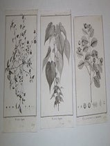 Item #16-5877 Four engravings from "Stirpes novae, aut minus cognitae, quas descriptionibus et...
