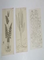 Item #16-5878 Fourteen engravings from "Description des plantes de l'Amerique. Avec leurs...